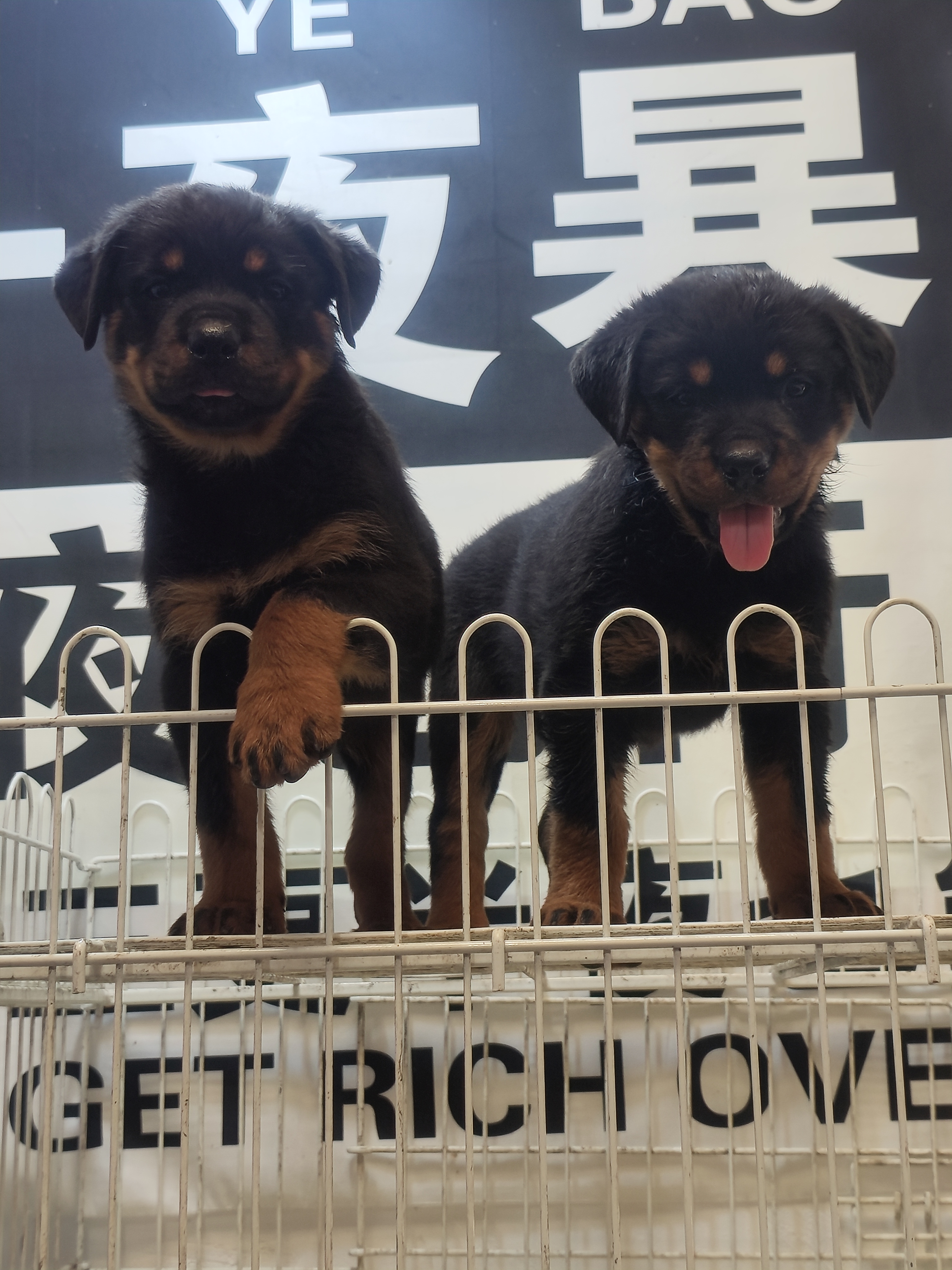 罗威纳。公母都有。